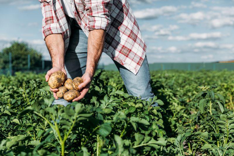 Farmer holding freshly harvested potatoes in field