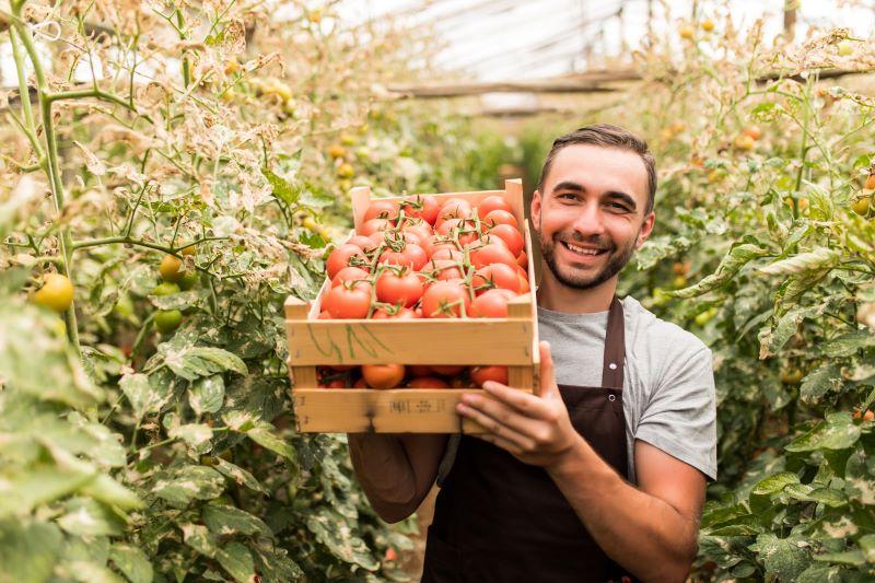 Farmer with crate of tomatoes