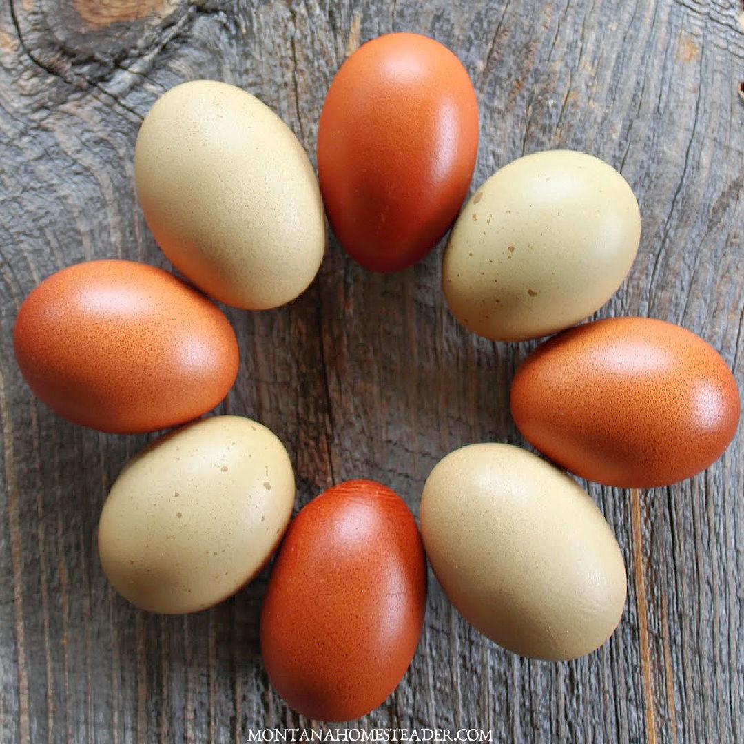 how to candle dark shelled chicken eggs circle of olive egger green eggs dark brown black copper maran cuckoo marans eggs