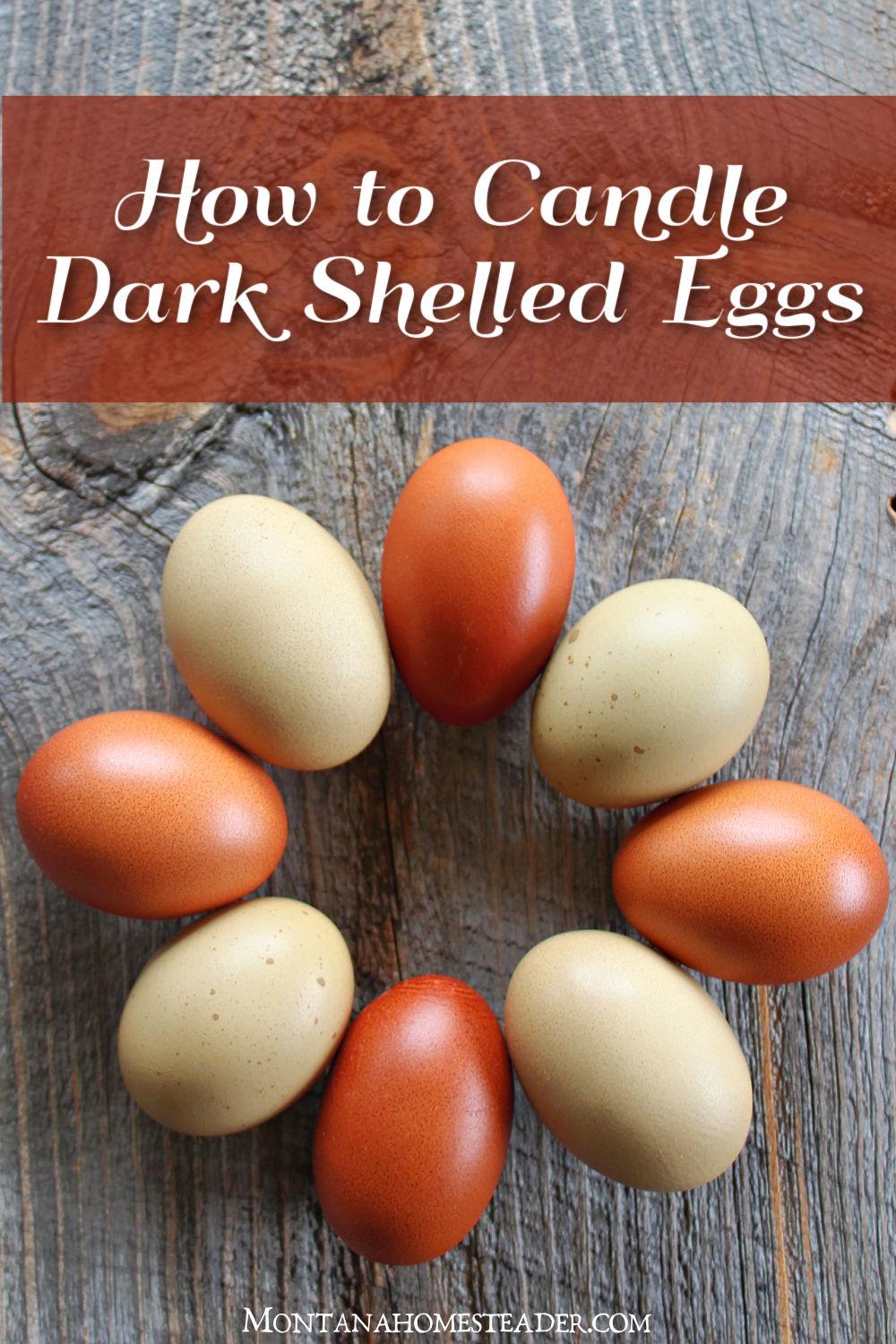 How to candle dark shelled chicken eggs with a flashlight olive eggers maran eggs