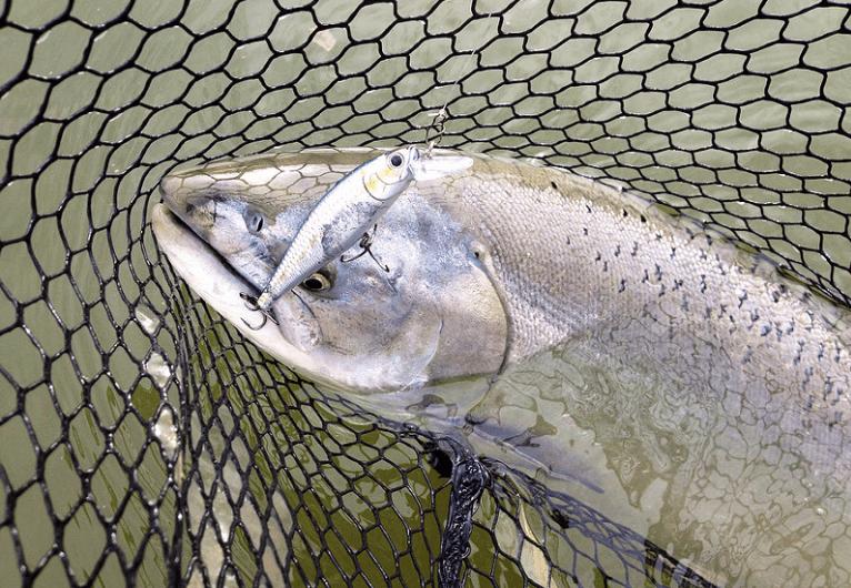 Springer on a rip bait