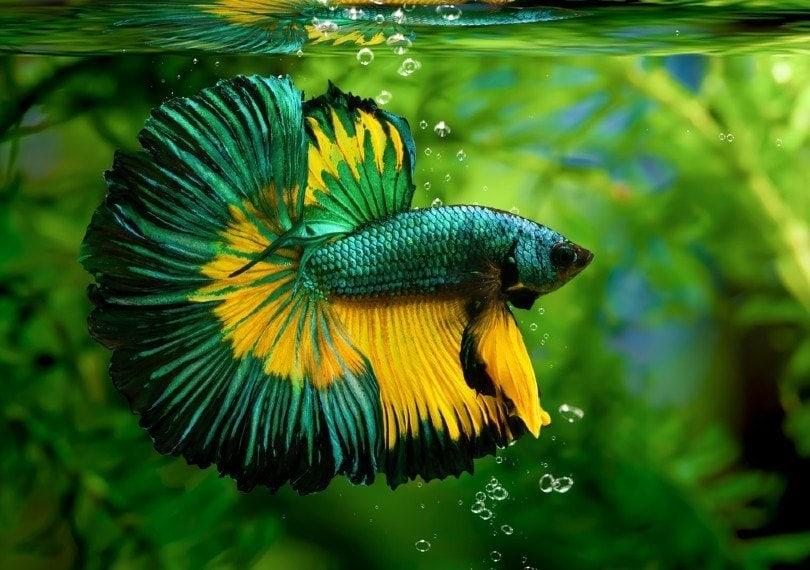 green betta