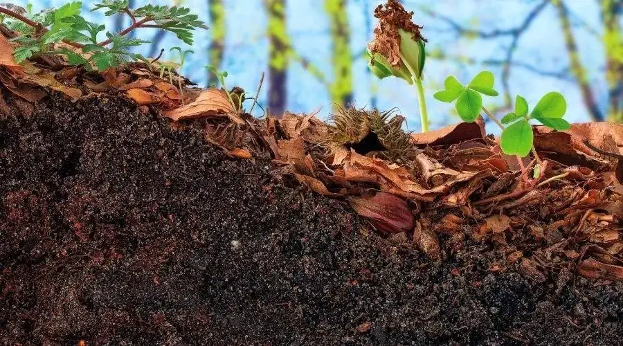 soil is settling evenly