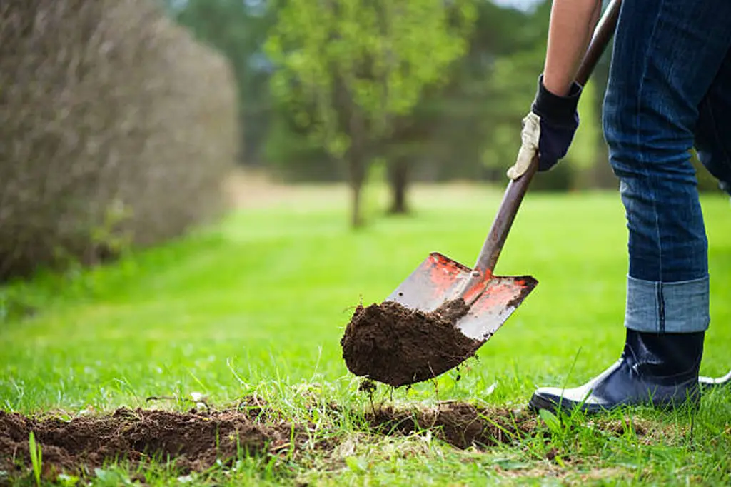 filling the hole with soil