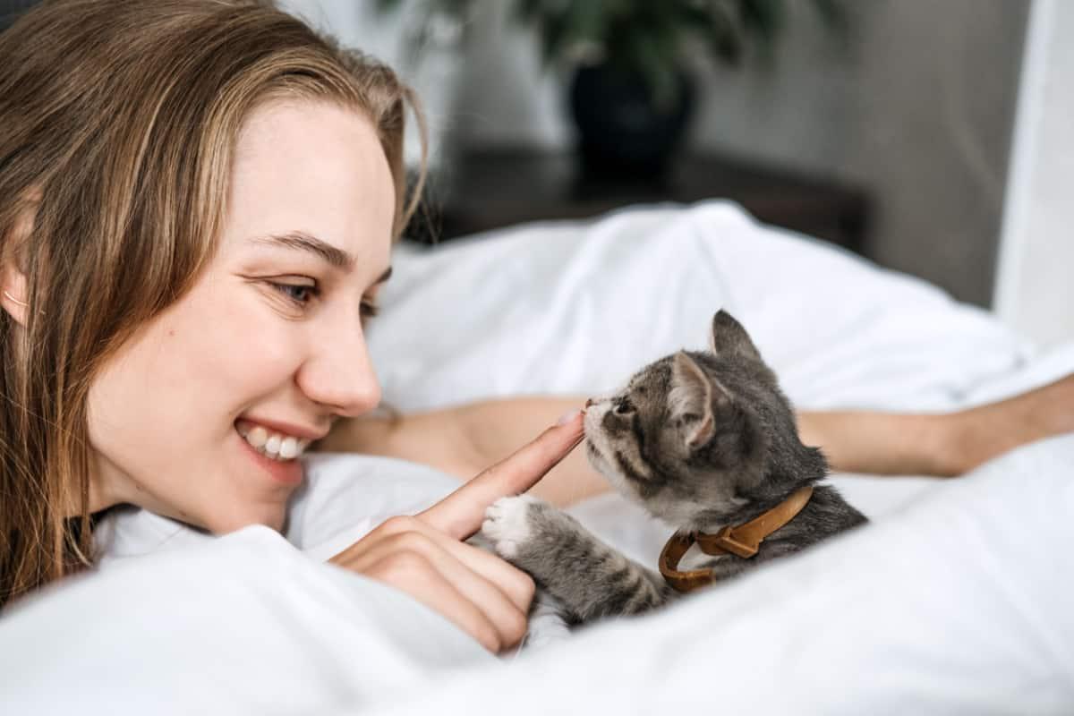 woman playing with grey kitten Forever Home For Your Kittens