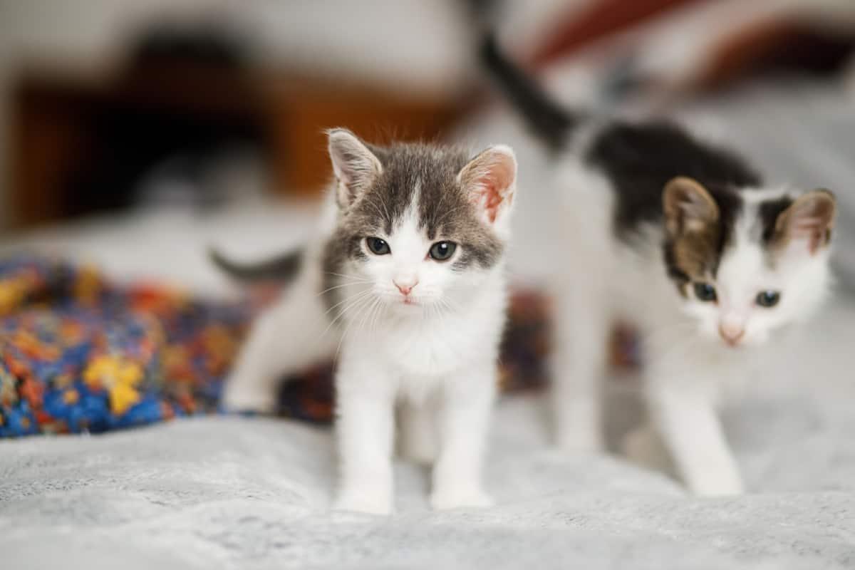 little kittens walking on colorful dress on bed