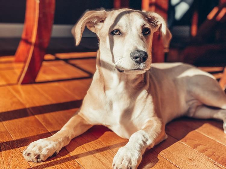 Solemn-looking dog on hardwood floor. Photo by Elly Filho on Unsplash.