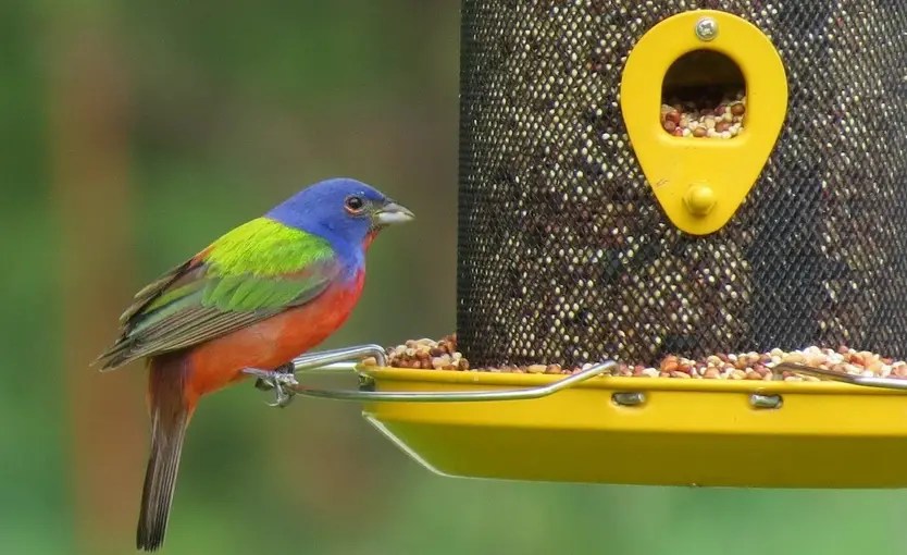 Install a bird feeder at a window that faces the neighbor's house