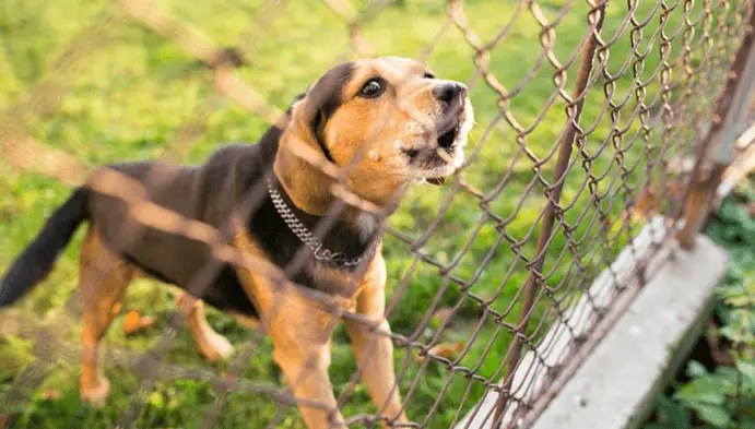 Allow Animals to Ruin Neighbour's Yard