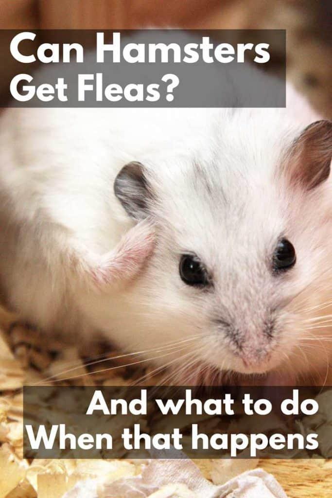 Hamster itching scratching its body, Can Hamsters Get Fleas? (And What to Do If That Happens)