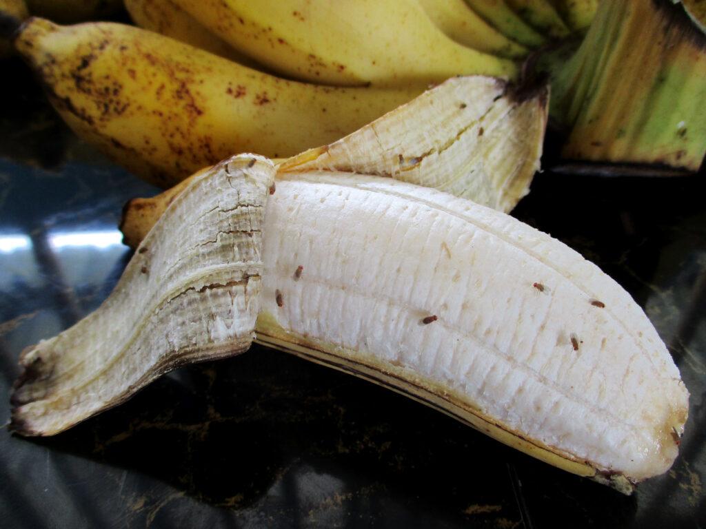 fruit flies on a banana - feature image for how to get rid of fruit flies in an RV