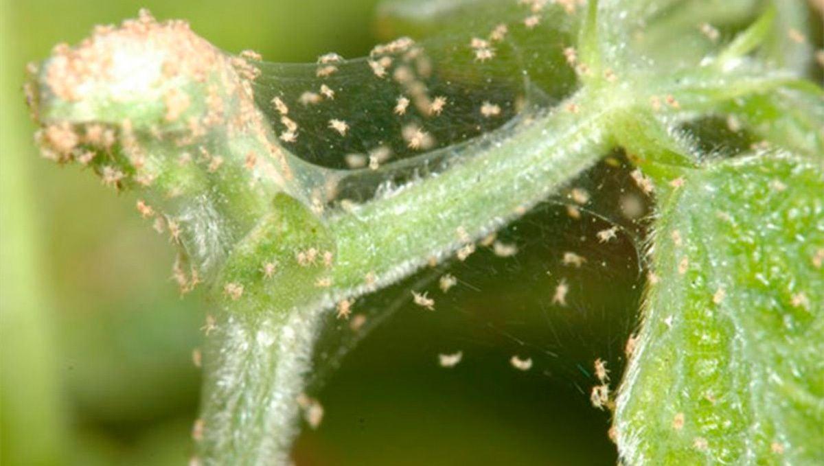 How to get rid of spider mites: how to kill spider mites