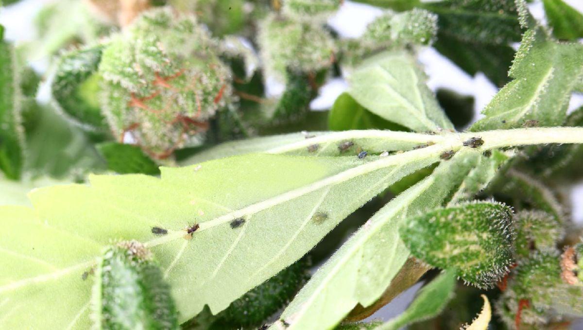 How to get rid of spider mites: white fly