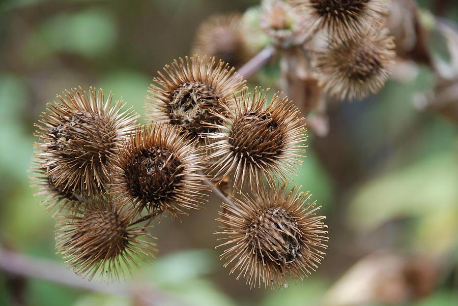 burrs2fineartamerica-com