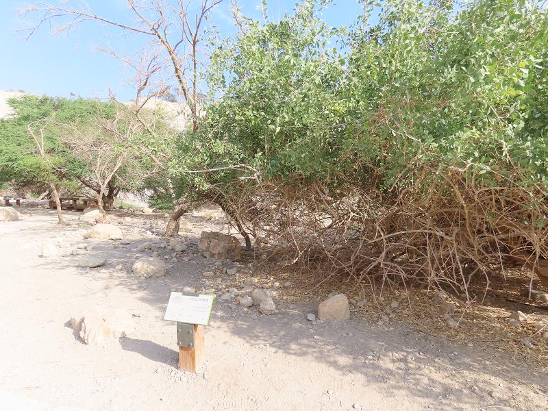 The cliff over Nahal David, with caves