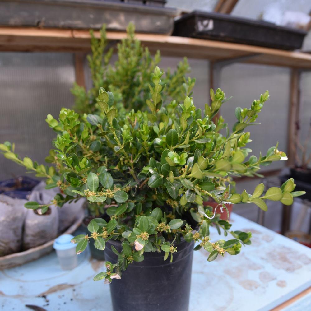 potted winter gem boxwood