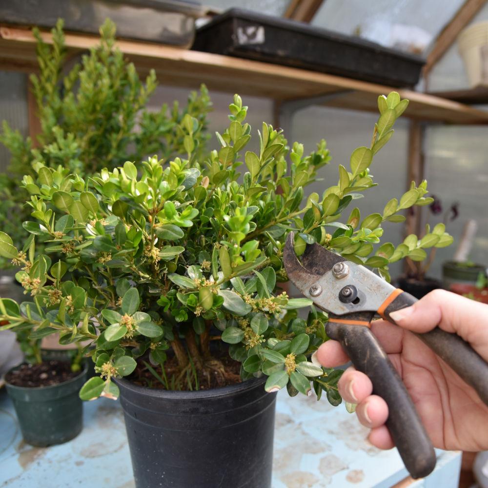 cutting a stem from a boxwood shrub