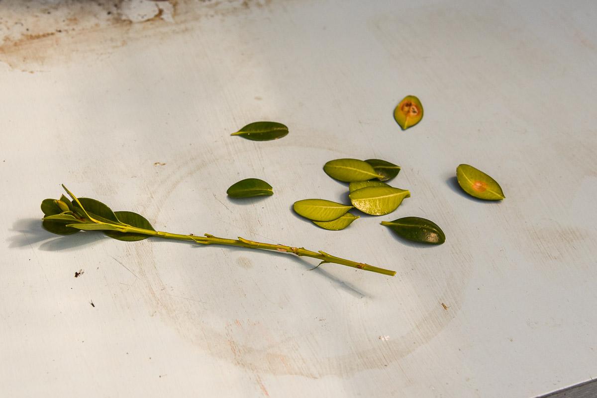 boxwood cutting in rooting hormone