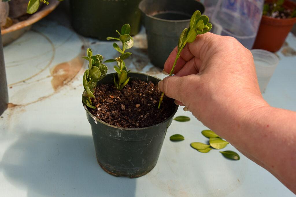 propagate boxwoods youtube video link