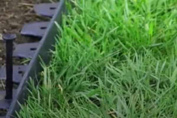 Spike on Edge of a Lawn