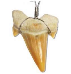 Shark Tooth Necklace