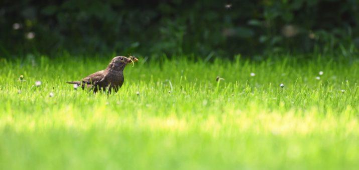 Birds feed on seeds