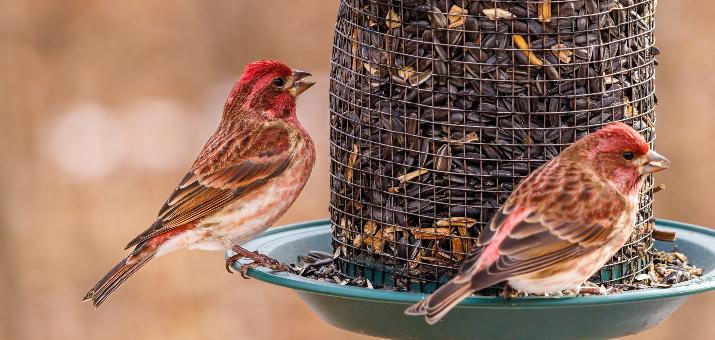 Birds Eating Your Grass Seeds