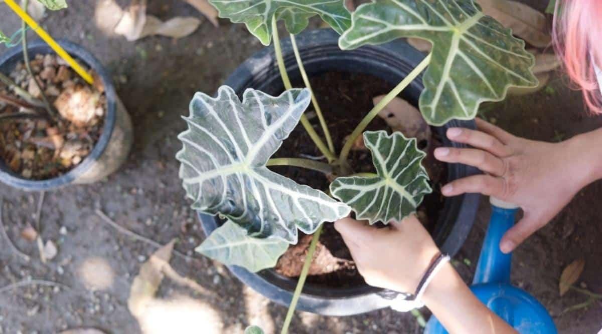 Overhead view of a gardener caring for a tropical plant. Her hands are on the container and the plant, which has five long stems that have large heart shaped dark green leaves with large pale green veins. There is another plant nearby on the ground.