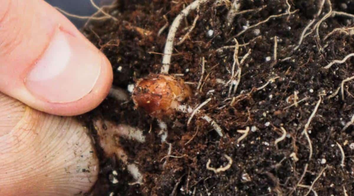 Close up of round and brown corm growing among tiny roots in the soil. There is a finger pointing at the corm.