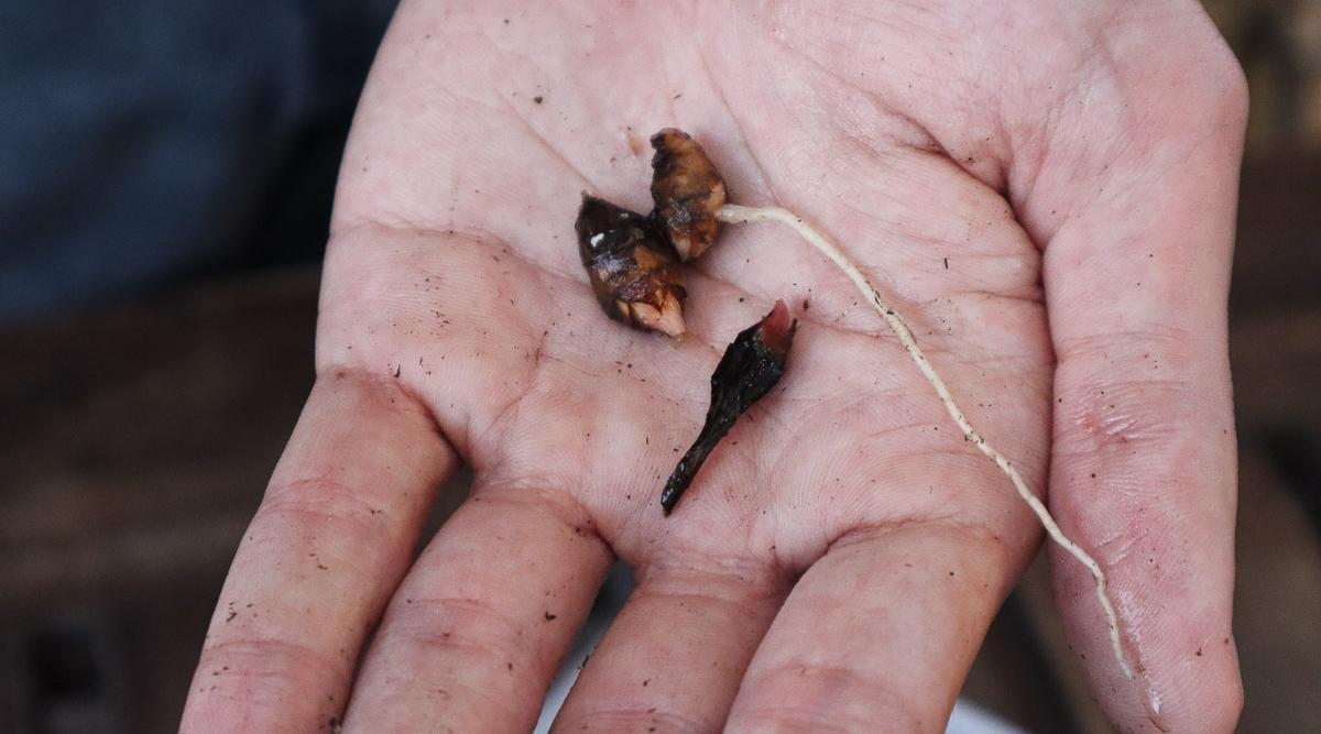 Three corms that are brown, one of them has a long root growing from it, being held in the palm of a hand.