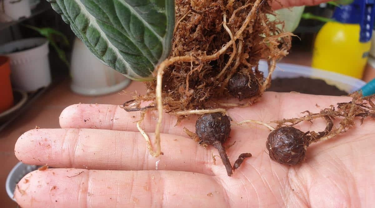 Close up of a hand holding a few small round brown bulbs with roots growing from them next to a root ball and a dark green leaf with pale green veins. The background is blurred with other plants and garden materials.