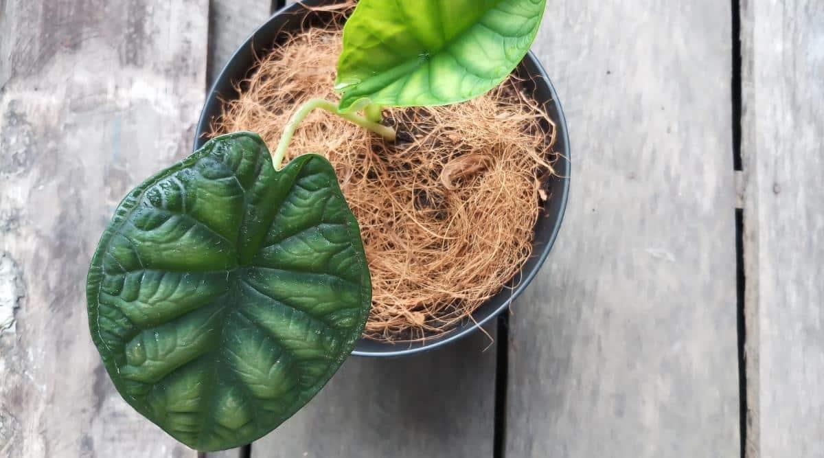 Overhead view of a tropical plant with to fat heart-shaped leaves that are dark green growing from a black round plastic container with coconut coir as the mulch. The container is placed on a gray wooden table.