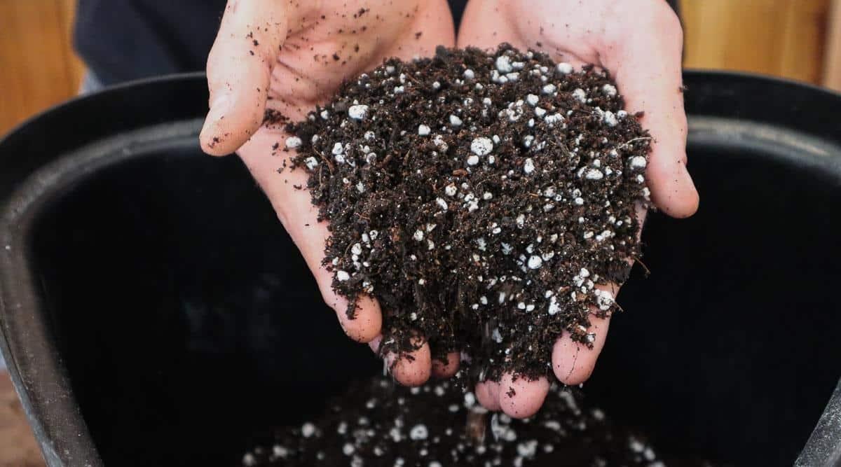 Potting mix being held by two hands, white particles of perlite are mixed in with the soil that has been taken from a black plastic container.