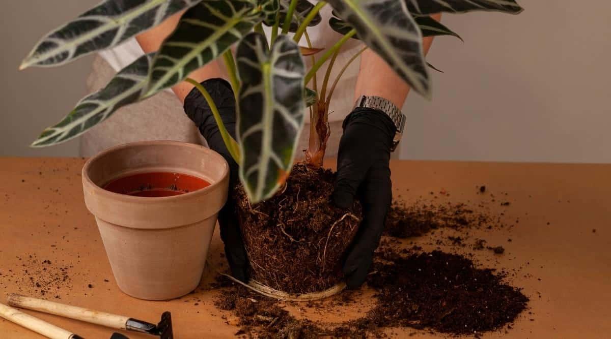 Tropical plant that has been removed from its container placed on a table surface by gardener wearing black gloves and a silver watch. There is soil and a couple of gardening tools also on the surface of the table. The plant has long, heart-shaped dark green leaves with pale green veins.