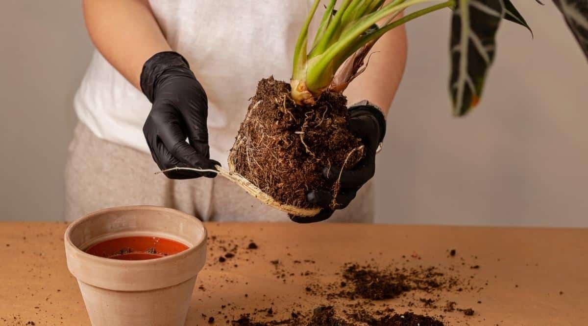 Gardener wearing black gloves holding an unpotted tropical plant in her hands, her right hand is holding some of the roots to inspect them. The table surface has a clay pot and dirt on it.