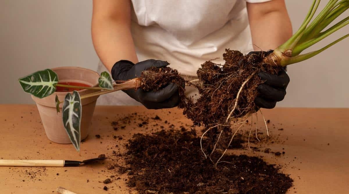 Gardener wearing black gloves separating a tropical plant by its roots. The plant has dark green heart shaped leaves with very pale green veins. There is soil, a gardening tool, and a clay pot on the table.