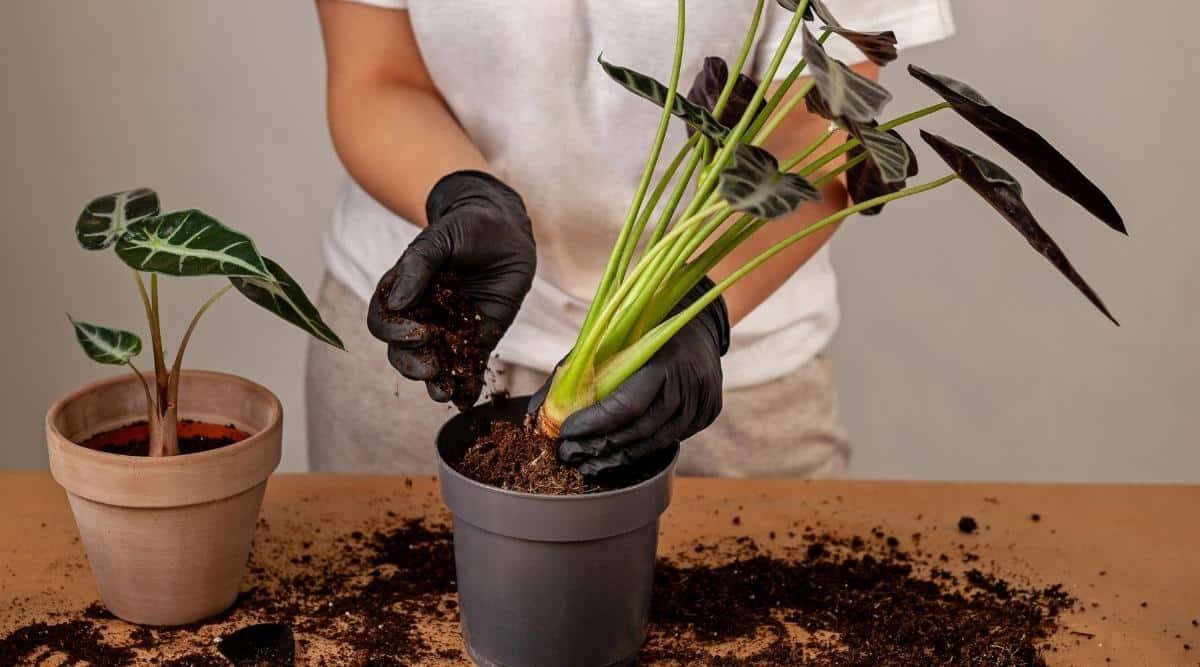 Gardener wearing black gloves adding soil to a container where the larger offset of a plant is being placed. The plant has several long lime green stems with dark green heart shaped leaves growing on them. The plastic container is round and black. To the left of this pot is a round clay pot with the smaller offset already planted in it. Soil is spread on the table.