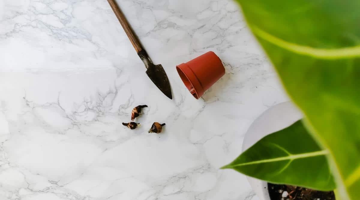 Three round brown corms next to a small spade with black tip and orange plastic flower pot resting on a marble surface. To the right of the image is a large green leaf with pale green veins out of focus.