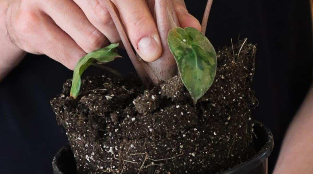 Close up of gardener using his hands to remove a tropical plant from its black round plastic container. The soil has white particles of perlite mixed in. There are two heart shaped green leaves growing near the base of the plant.