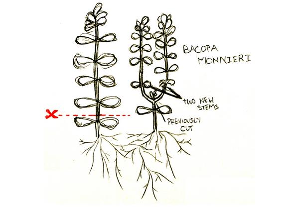 bacopa monnieri
