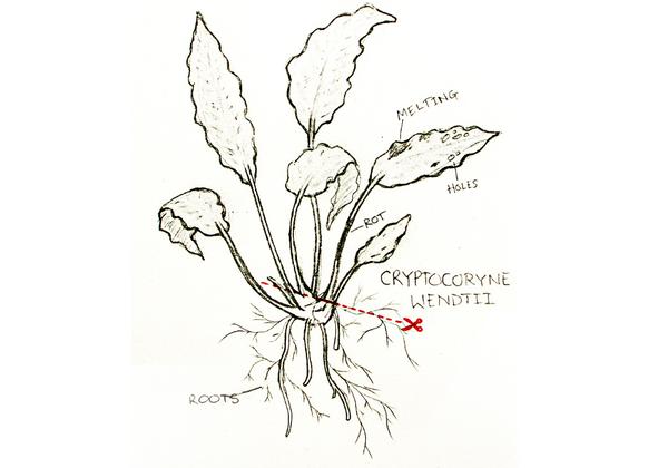 how to trim cryptocoryne