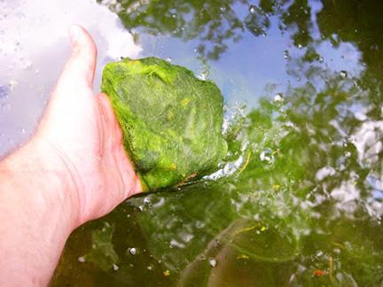 Mastering string algae begins with manual removal.