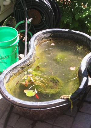 string algae