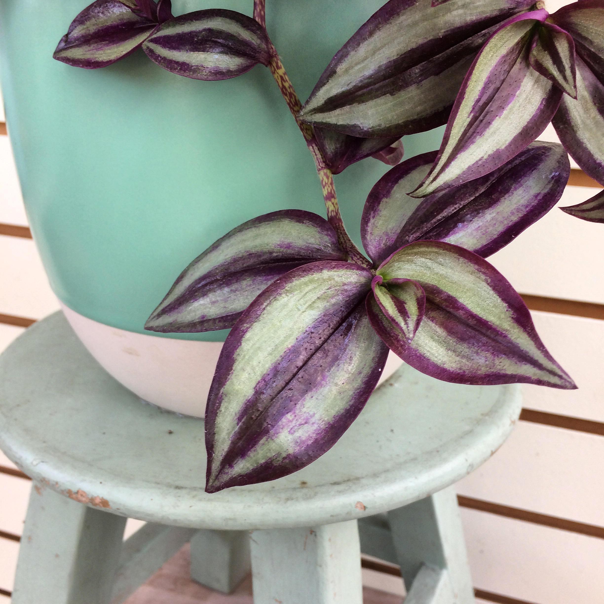 Dying Leaves on a Wandering Jew