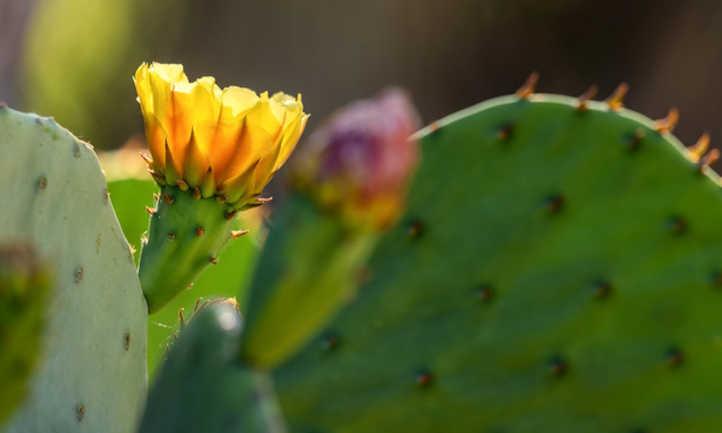 Prickly pear cactus propagation