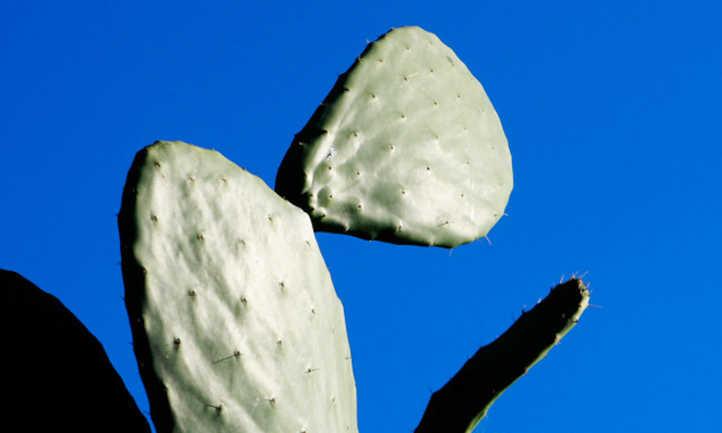 Opuntia growth habits