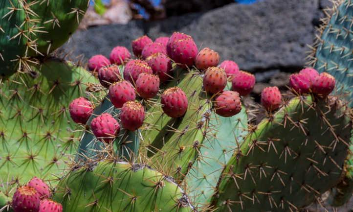 Prickly pear fruit