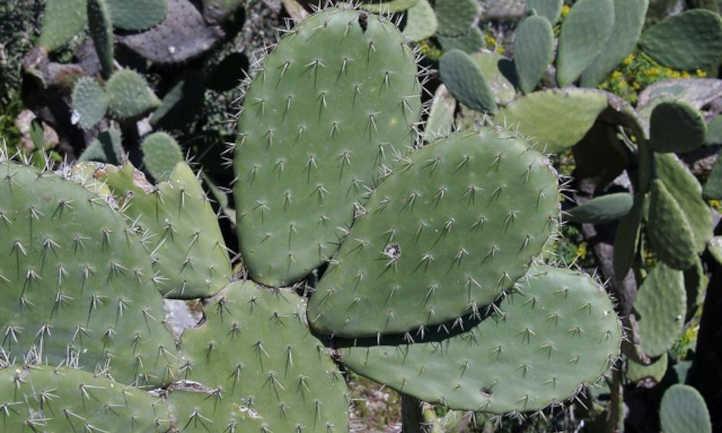 Prickly pear cactus