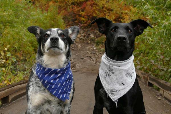 dogs-wearing-bandanas