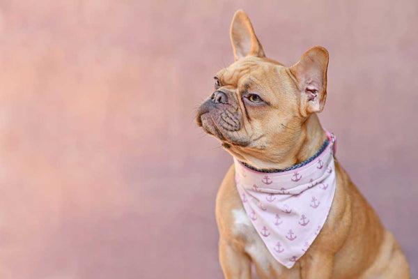 dog-wearing-ver-collar-bandana